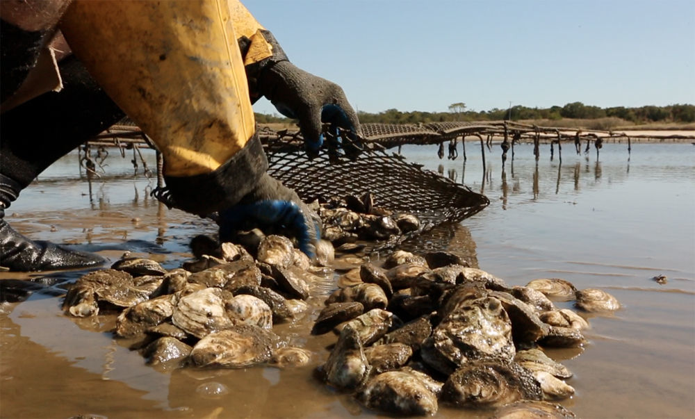 Delaware Bay Oyster Farming